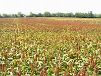 Mais 4 (Photo F. Mrugala)